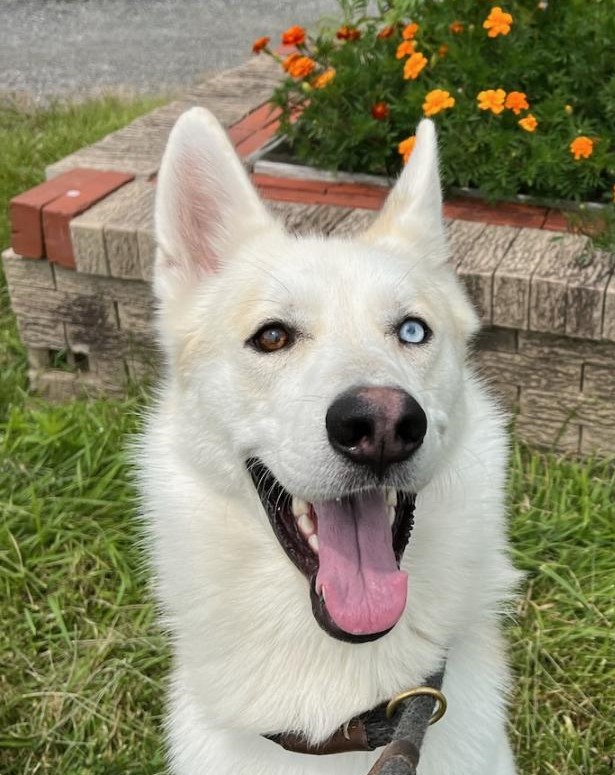 Scout is a 2 year old neutered male Husky Shepherd mix who is friendly, house-trained and full of energy. His owner was homeless in July and had to give him up. He has a playful personality and would have lots of fun with older kids. He loves to run and is hoping for a fenced yard to do his zoomies.
