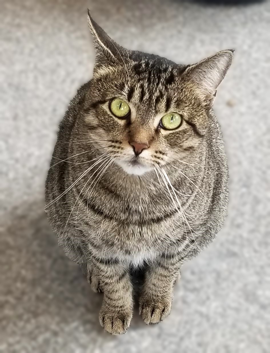Liv is a 2 1/2 yr. old short hair female brown tiger with long white whiskers and pleading round eyes. She was surrendered to the shelter when the daughter went to college. Liv resides in our "Lee-isure" room among 9 other cats. She's tolerates them, but would much rather be the only cat or maybe with just one other. Every day she asks "why am I still here?"