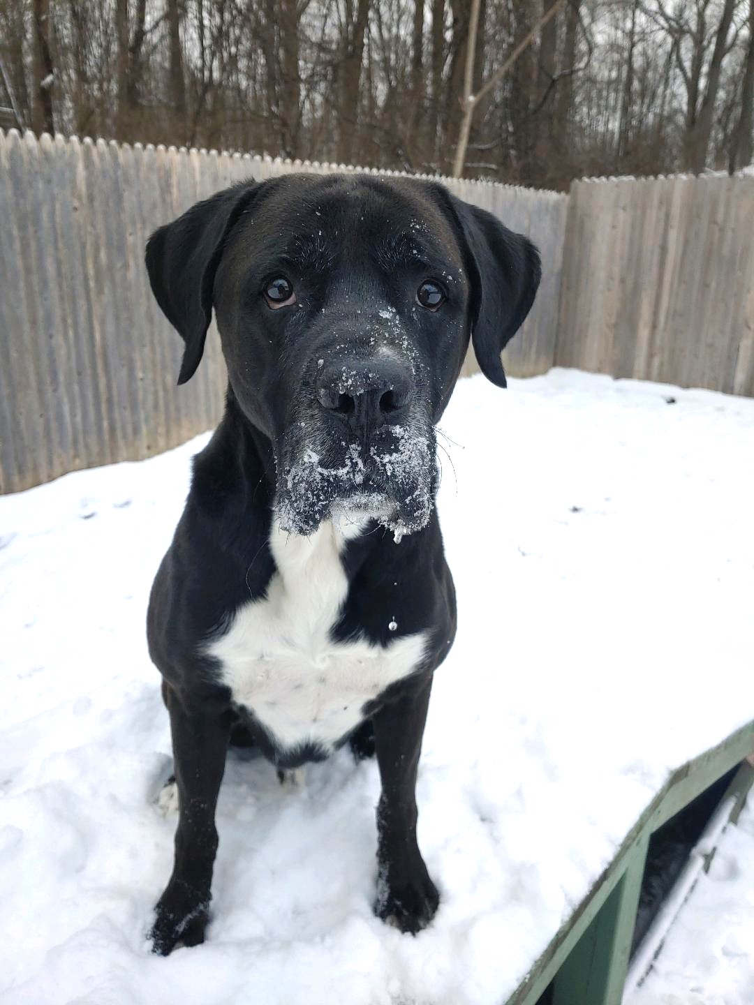 Where’s WALDO? He's still at the shelter after 6 months or 181 days! Waldo is 8 1/2 yr. old unclaimed stray found on Bellvale Road last August. Our spry senior large male black lab mix with a white chest and toes is young at heart despite his graying muzzle. Waldo seems to like female dogs his size and kids. He loves to race around our fenced play yard and will go belly up for belly rubs. What he is lacking in leash manners he makes up for with his pouting face.