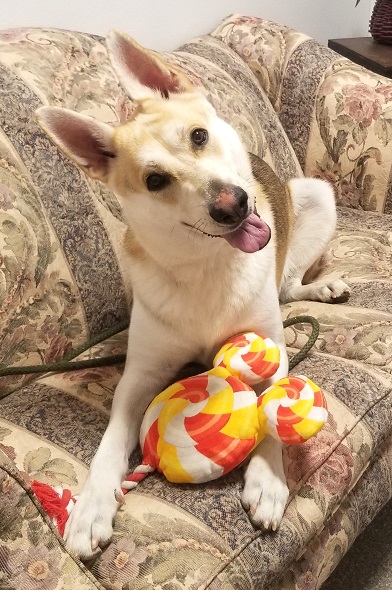 Ollie is a 2 year old German Shepherd who was surrendered in September when the family moved into an apartment. He's a playful pup who needs some basic training, has been an only pet and needs a home with older teens to handle his size. He's a handsome, large guy who deserves a devoted German Shepherd family.