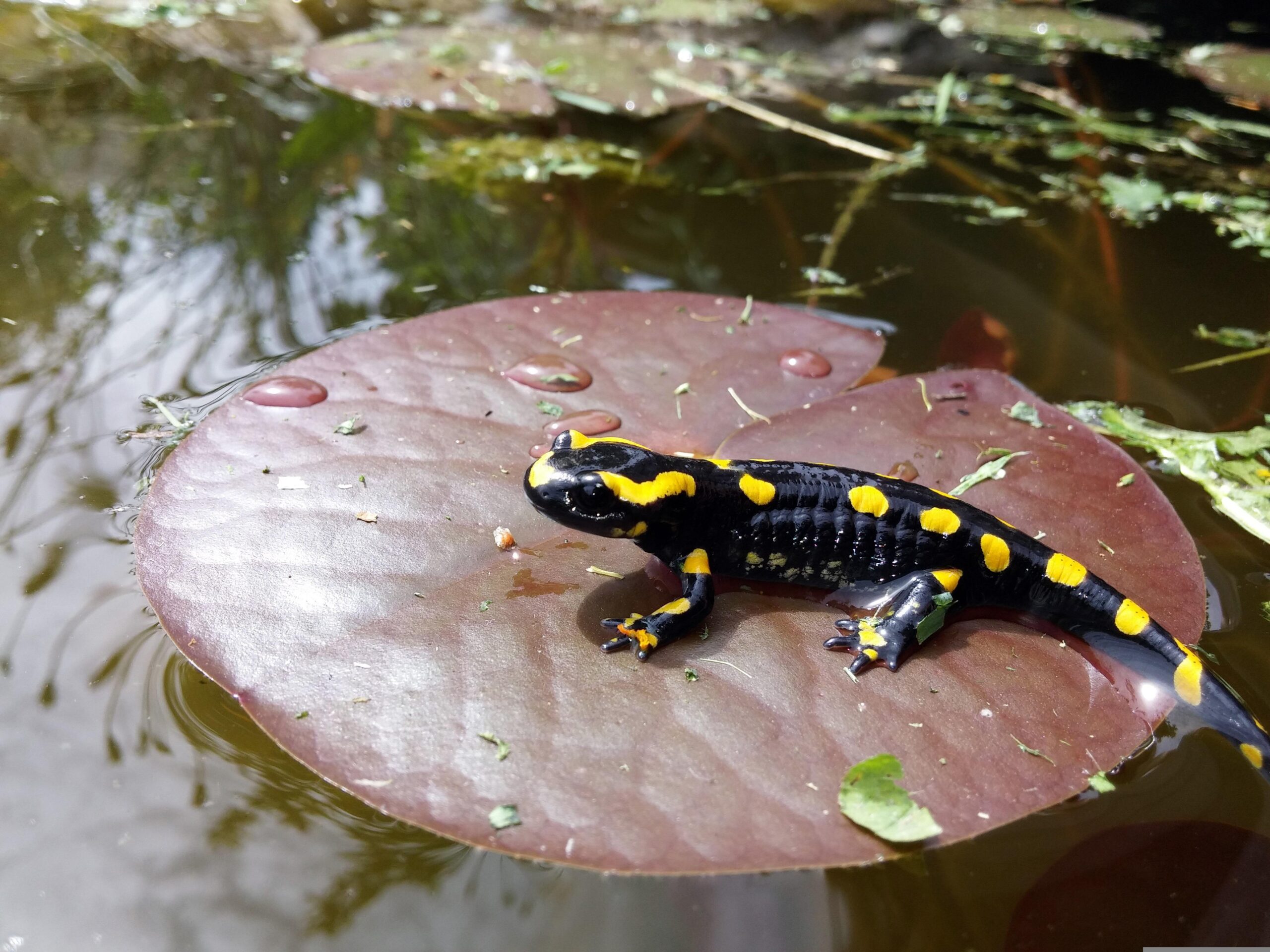 Pixabay/FredCCSTI: Spotted Salamander