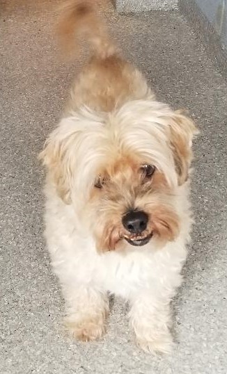 Buddy is a 9 year old small, blonde male terrier mix found as a stray at another shelter 3 years ago. He was adopted to a local person who recently became ill and passed away. Buddy needs to feel safe and trusting in an adult only home as an only pet. He is a happy, little guy with a few quirks that an experienced dog person can handle. Adoption applications are available to download at wvhumane.org or call 845-986-2473 for more information.