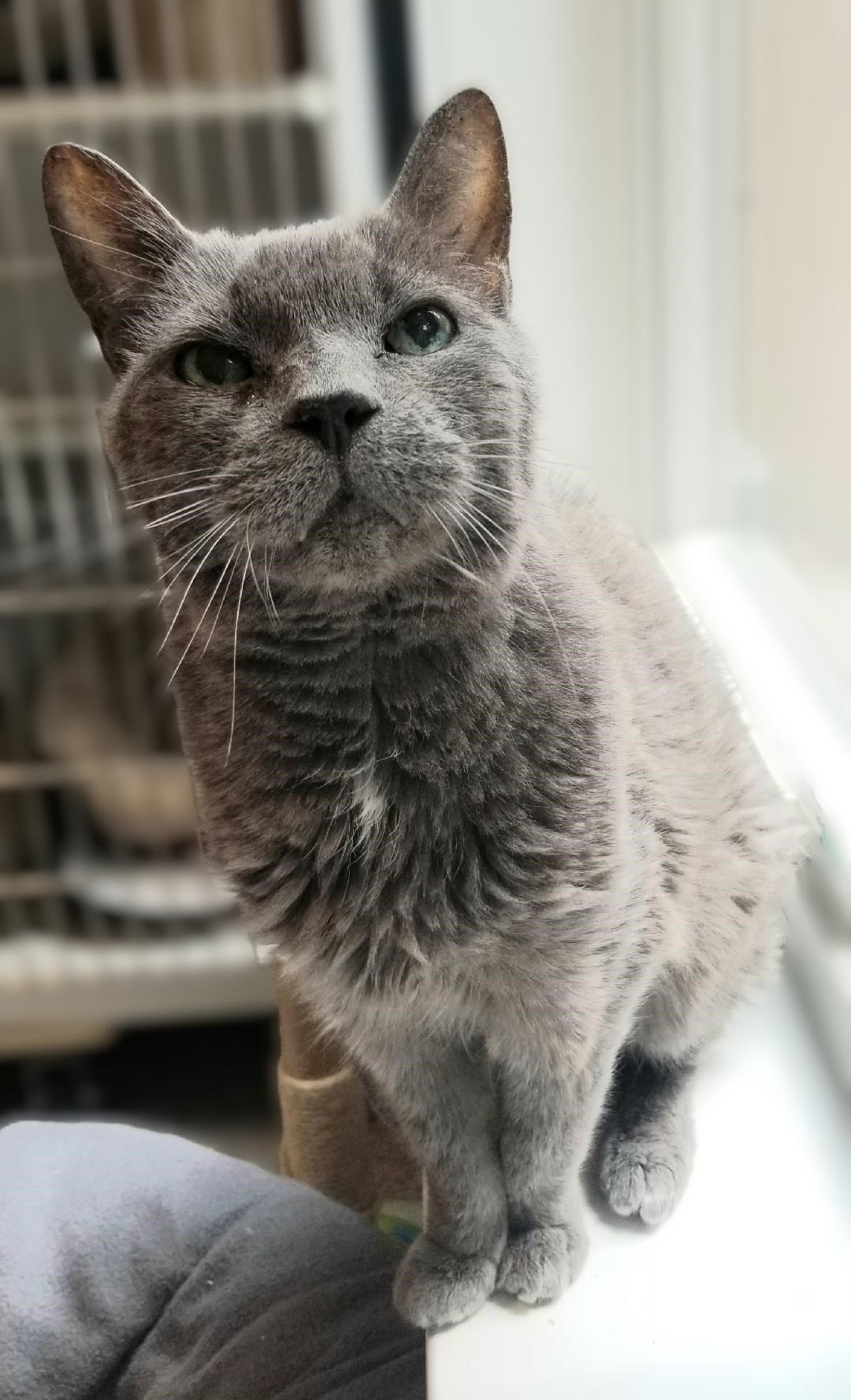 Seymour is a 13-14 yr. old neutered male steel gray senior cat weighing in under 10 lbs. who's fur tends to mat as he's too old to care about grooming himself. Despite several dental extractions, he still has nasal noise. He likes the freedom to sit by a window and prefers a comfy pet bed. Seymour is an attention seeker and has been homeless for 396 days. If interested in adopting or fostering, please contact the shelter at 845-986-2473. Adoption applications are available to download at wvhumane.org under Forms and downloads.