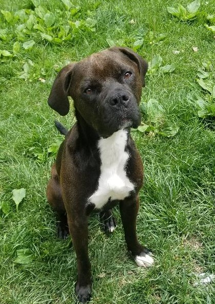 Dior is a one year old mastiff/lab mix who was abandoned in a condemned building. He knows basic commands, comes when called and loves treats. He's smart and eager to learn. He walks fairly well on a leash, but is a strong guy. Having no background information, he's available for adoption to an experienced, adult only home willing to provide interactive activities like walking, hiking, etc. Adoption applications are available to download at wvhumane.org or call 845-986-2473 for more information.